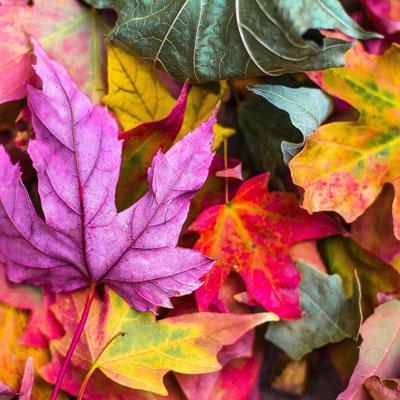 Herbstferien
